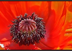 mohn...