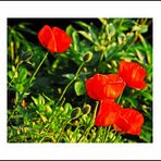 Mohn