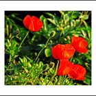 Mohn