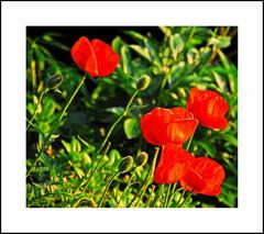 Mohn