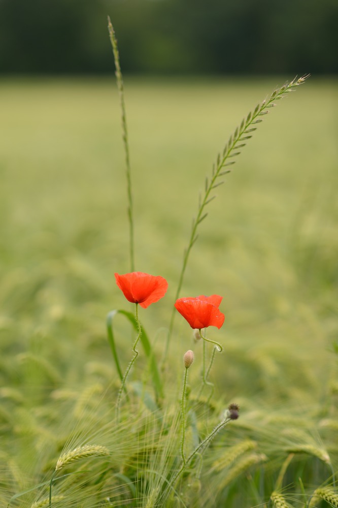 Mohn