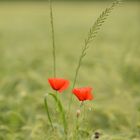 Mohn