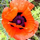 mohn