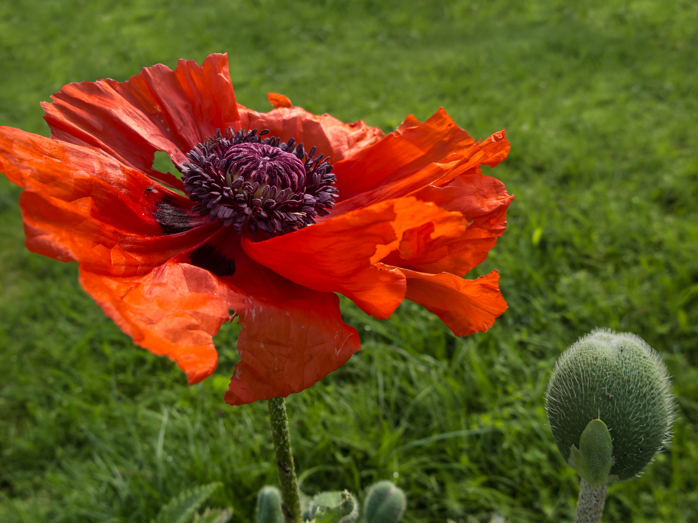 Mohn