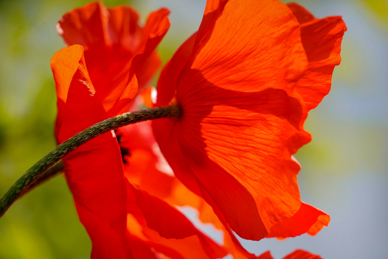 Mohn! 