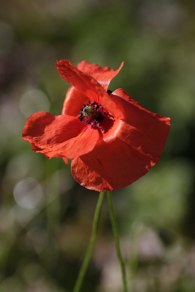 Mohn