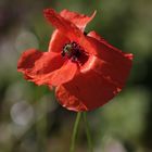 Mohn