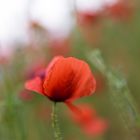 Mohn