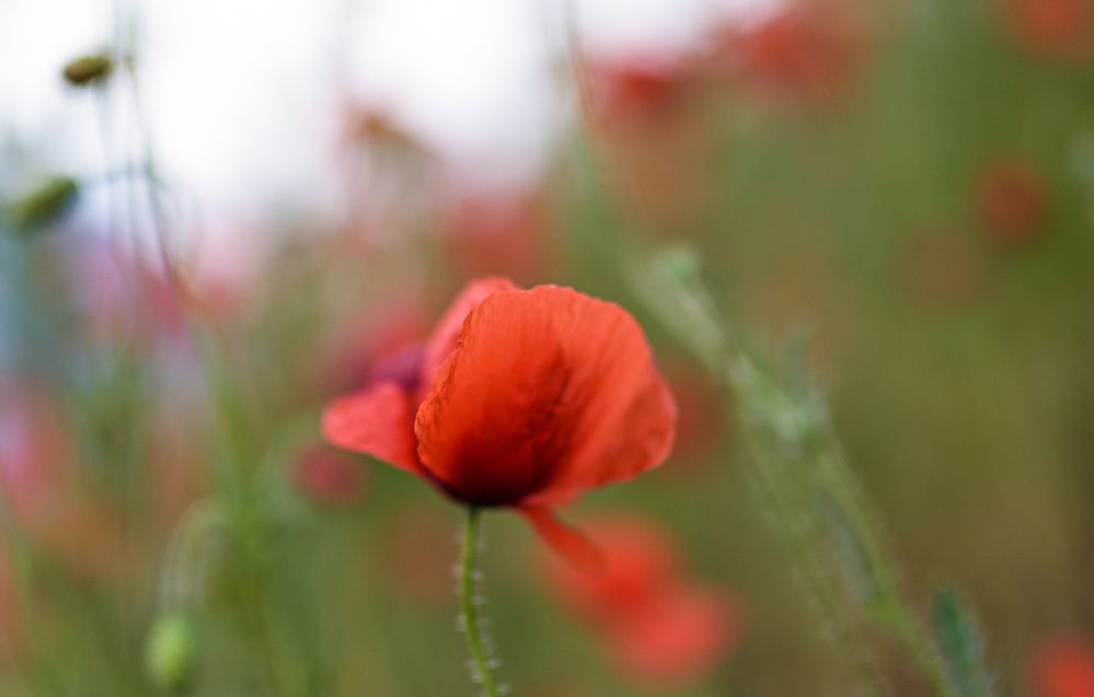 Mohn