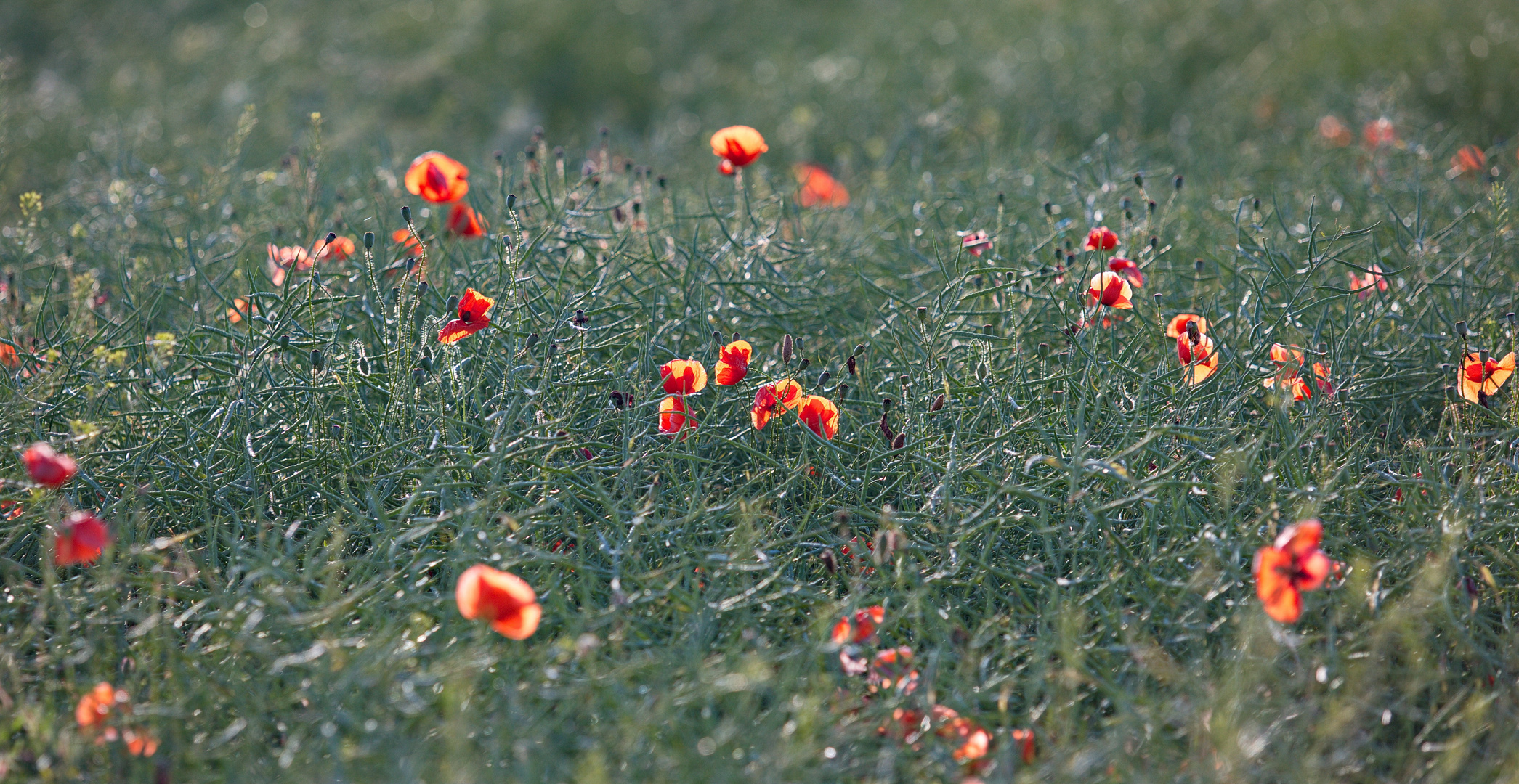 Mohn