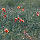 Mohn