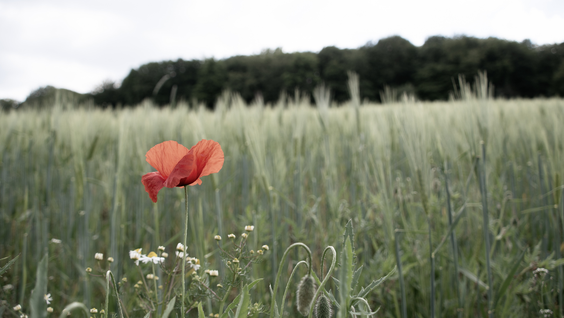 mohn