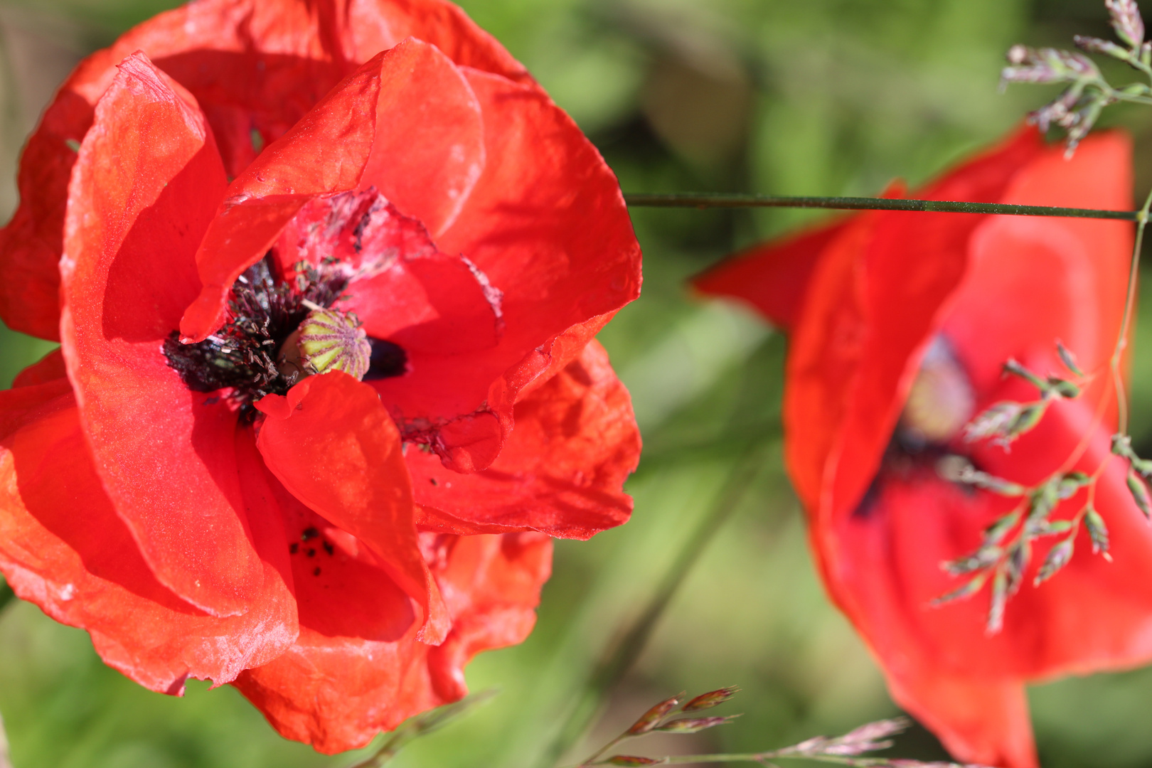 Mohn