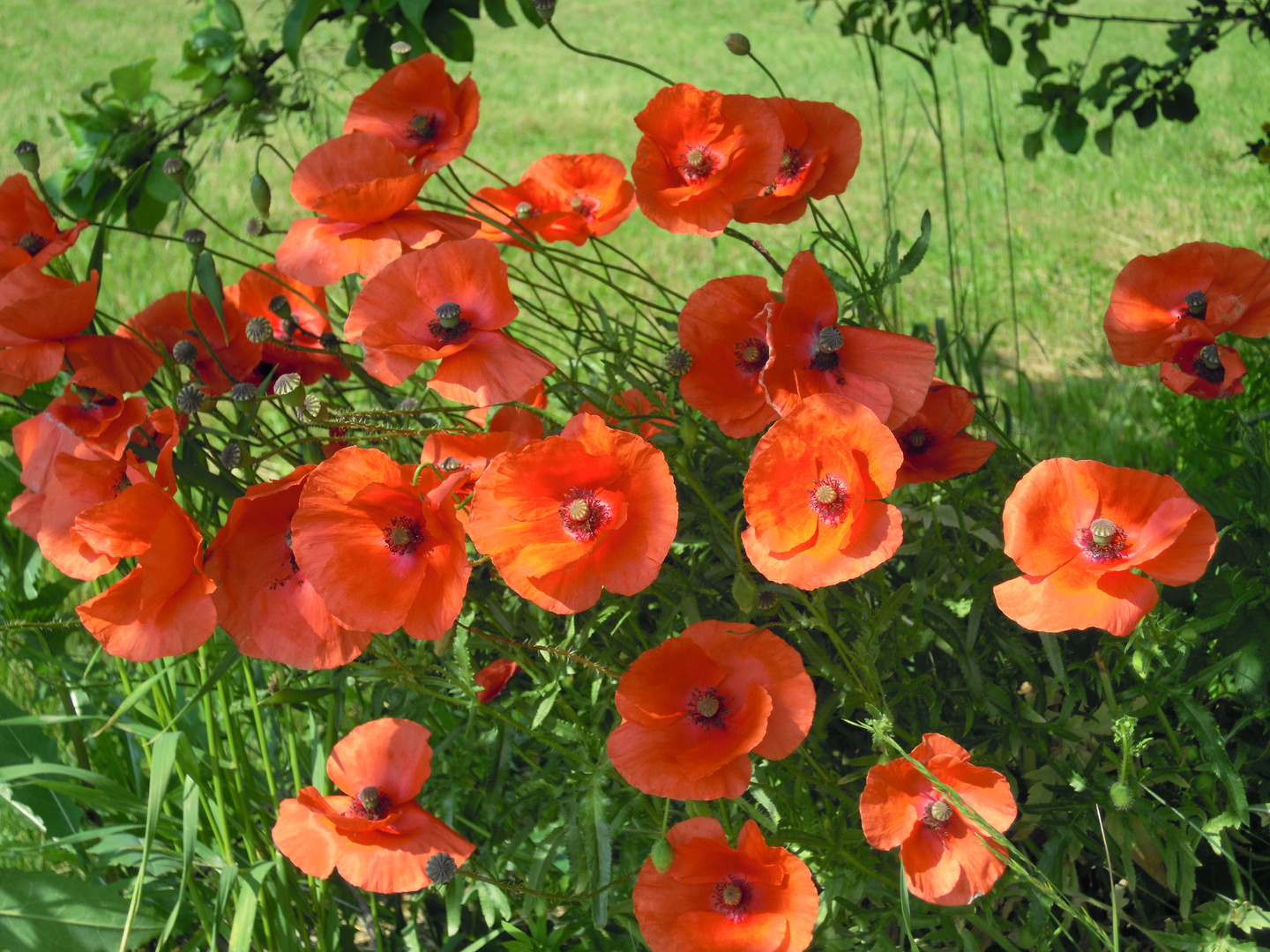 Mohn