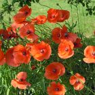 Mohn