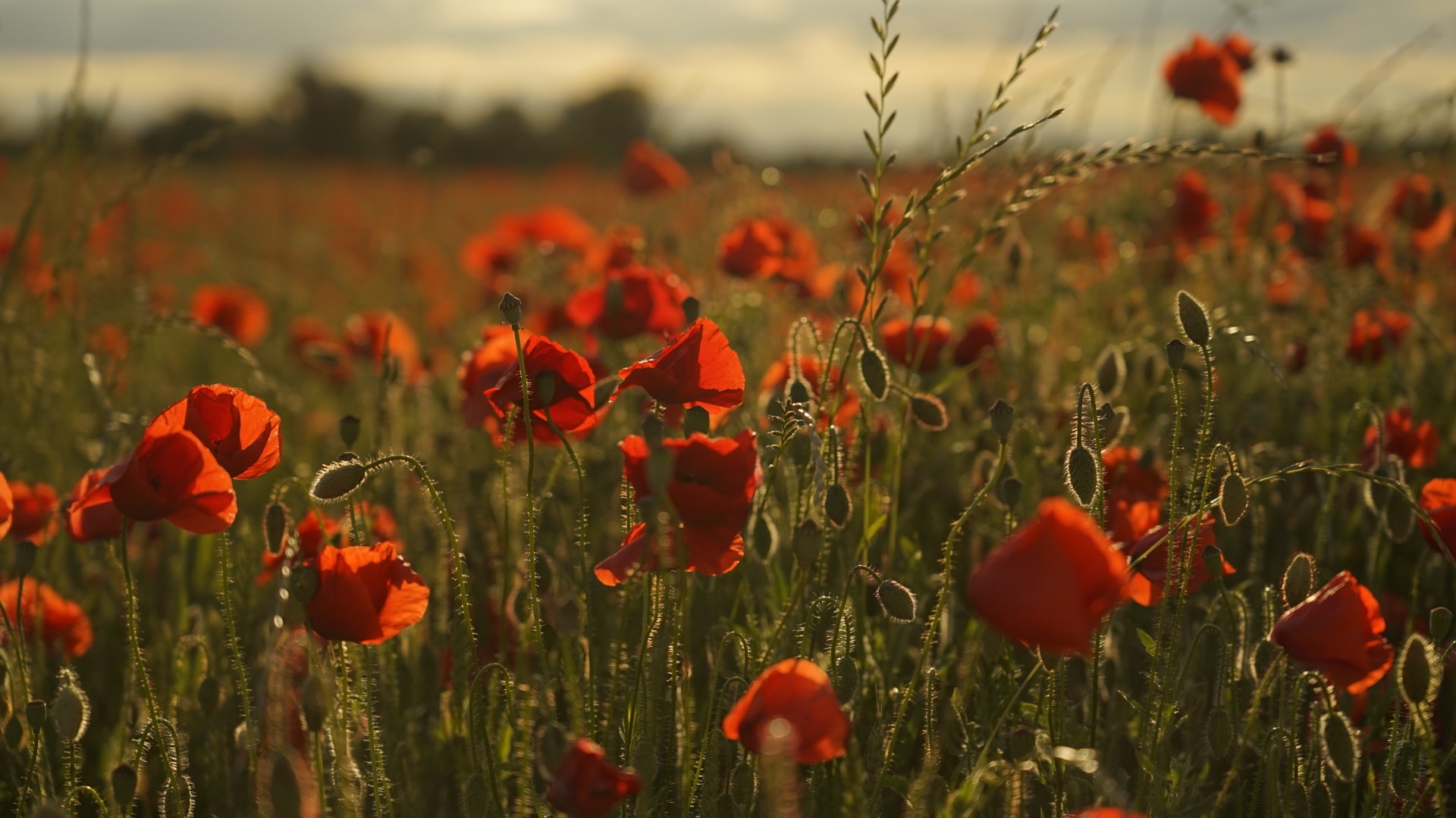 Mohn