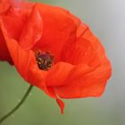 Mohn ***