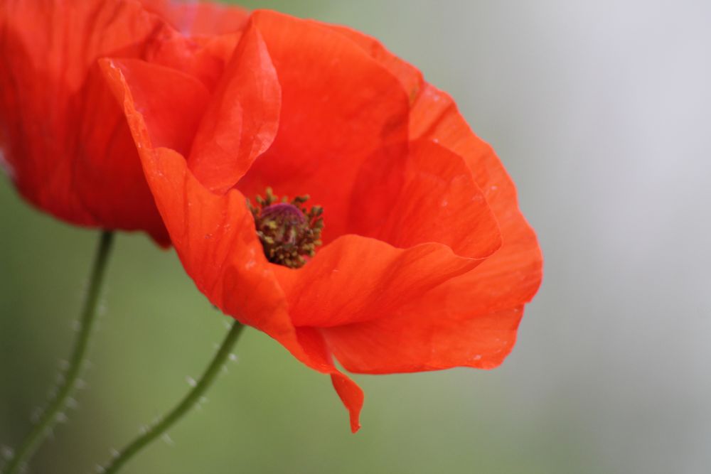 Mohn ***