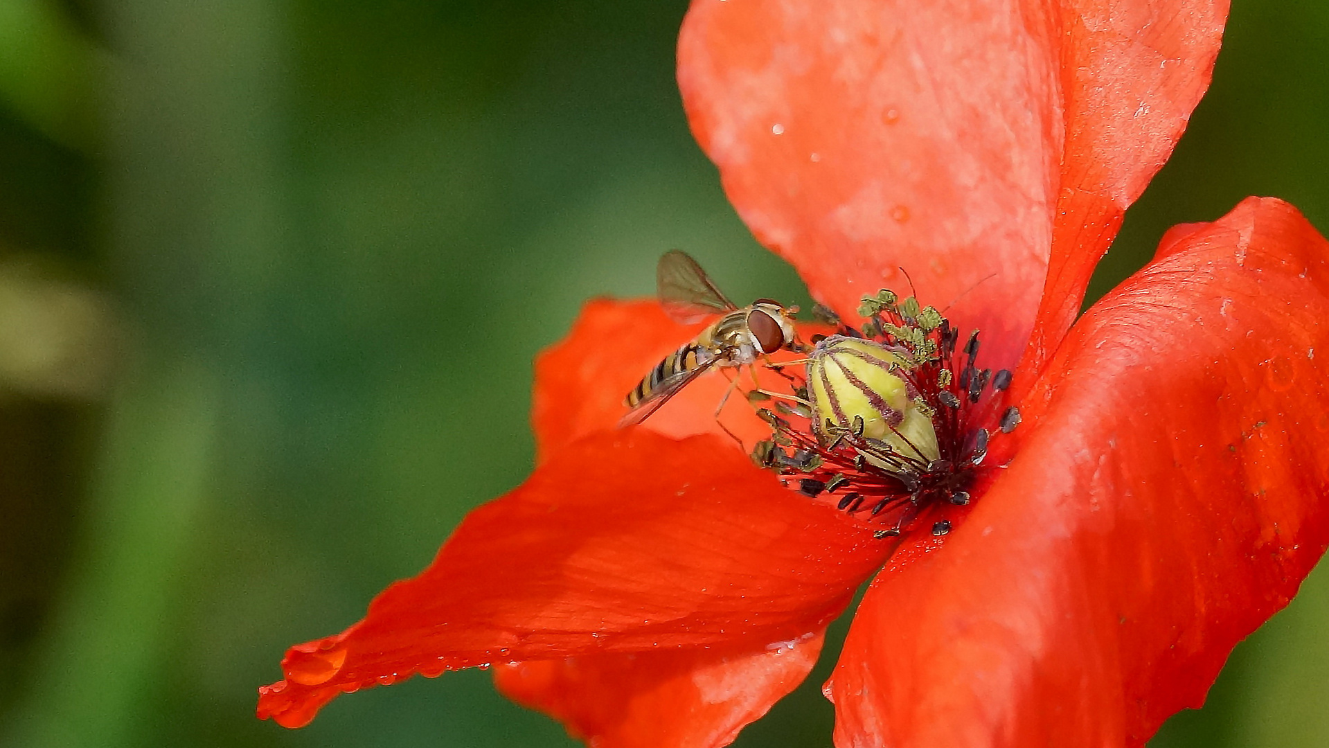 Mohn