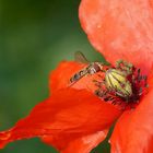 Mohn