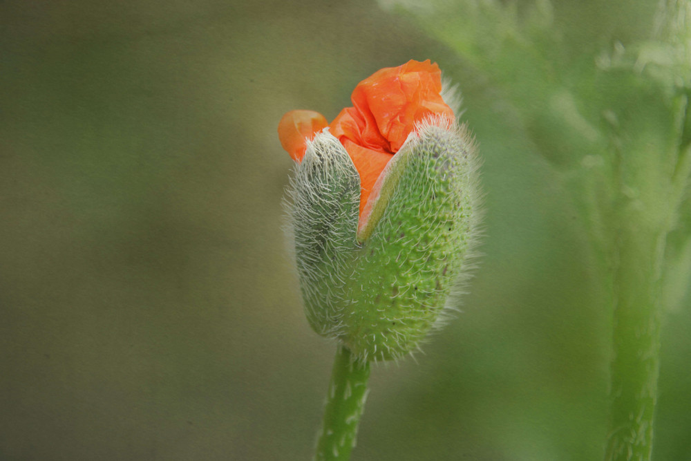 mohn...