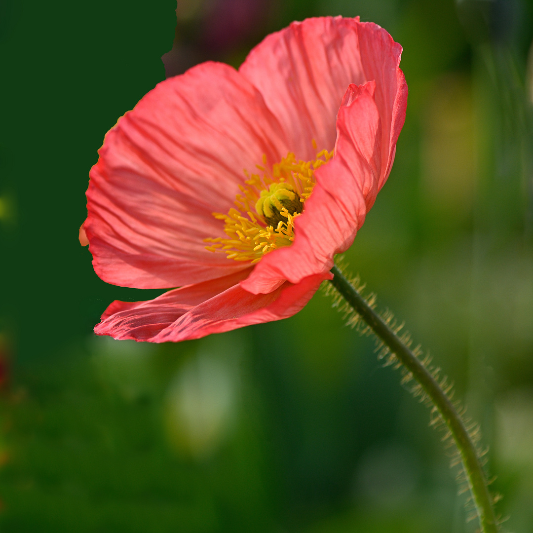 Mohn