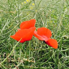 Mohn