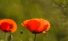 Mohn