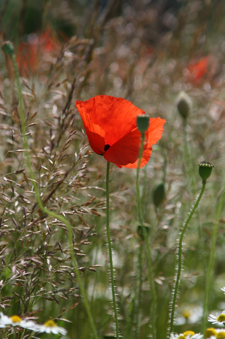 Mohn...