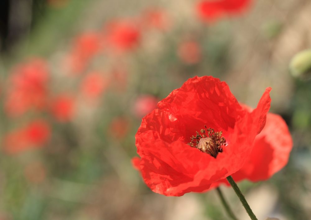 Mohn von Reinhold Assfalg 