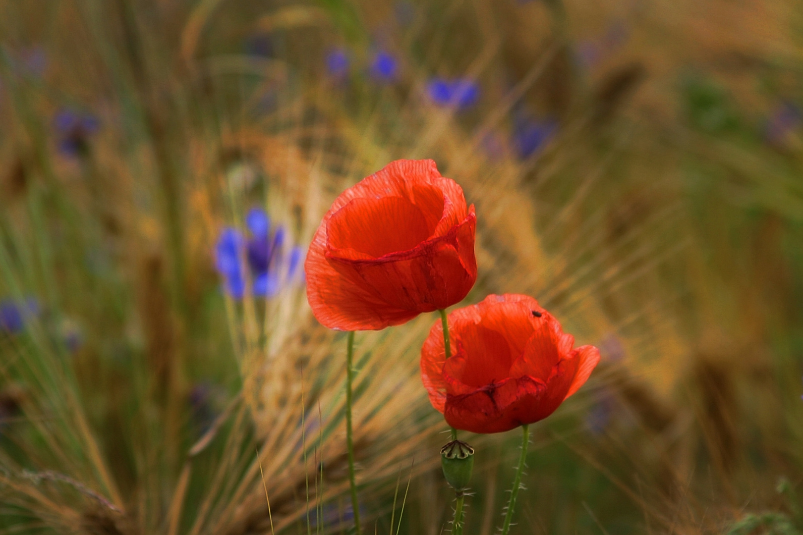 ...mohn.... Foto & Bild pflanzen, pilze & flechten, blüten