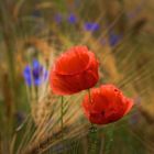 ...mohn....