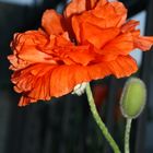 Mohn