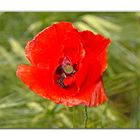 Mohn