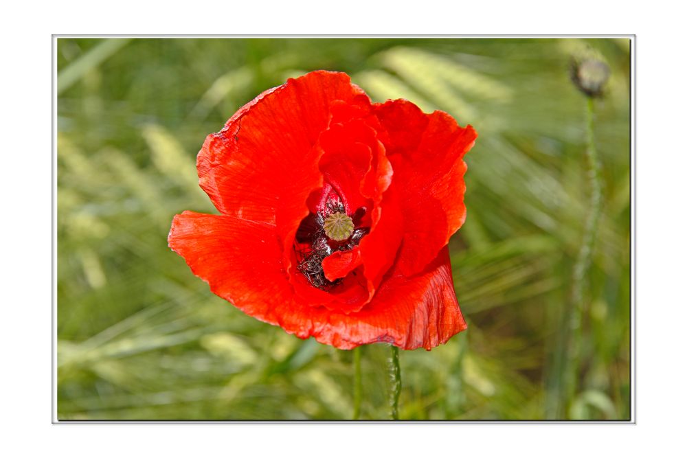 Mohn