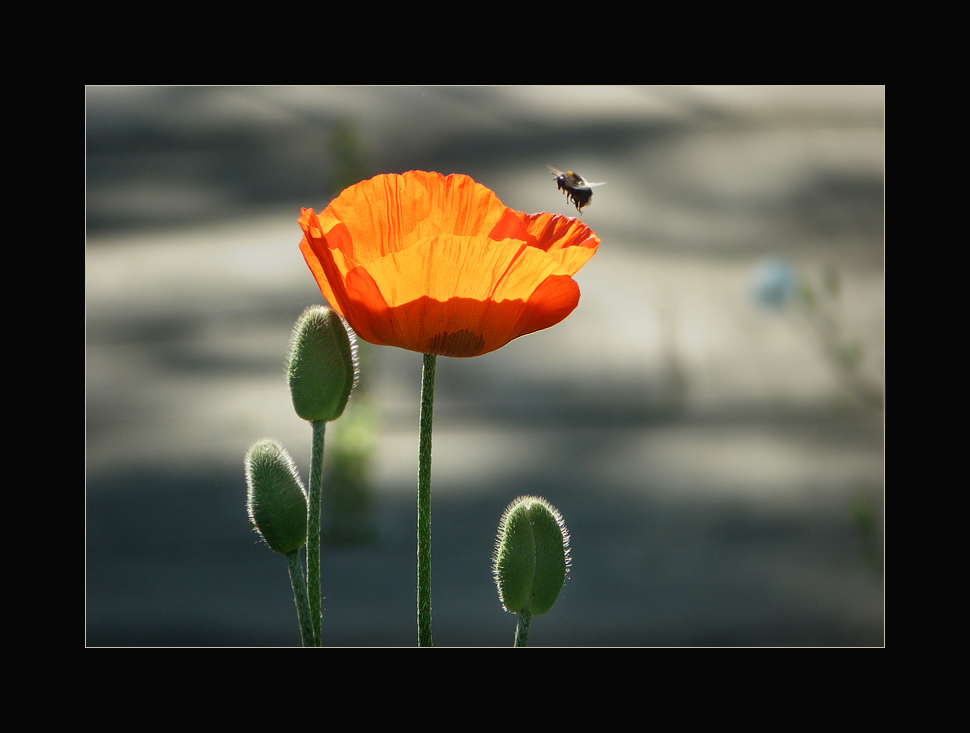 Mohn