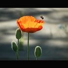 Mohn