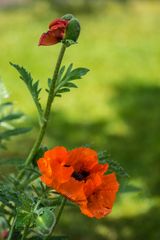 Mohn