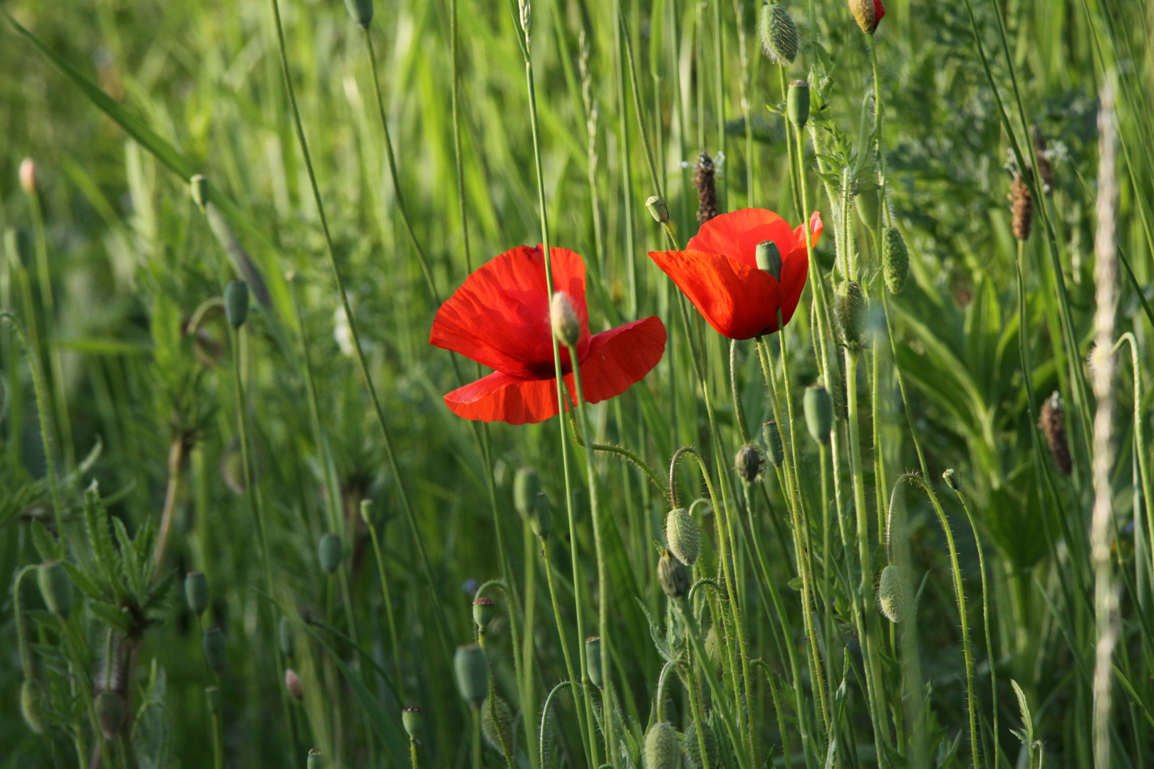 Mohn