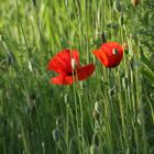 Mohn