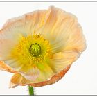 Mohn