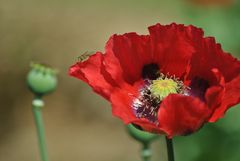 Mohn