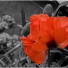 Mohn CC