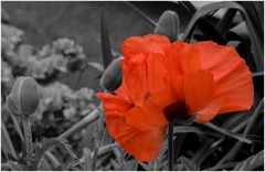 Mohn CC