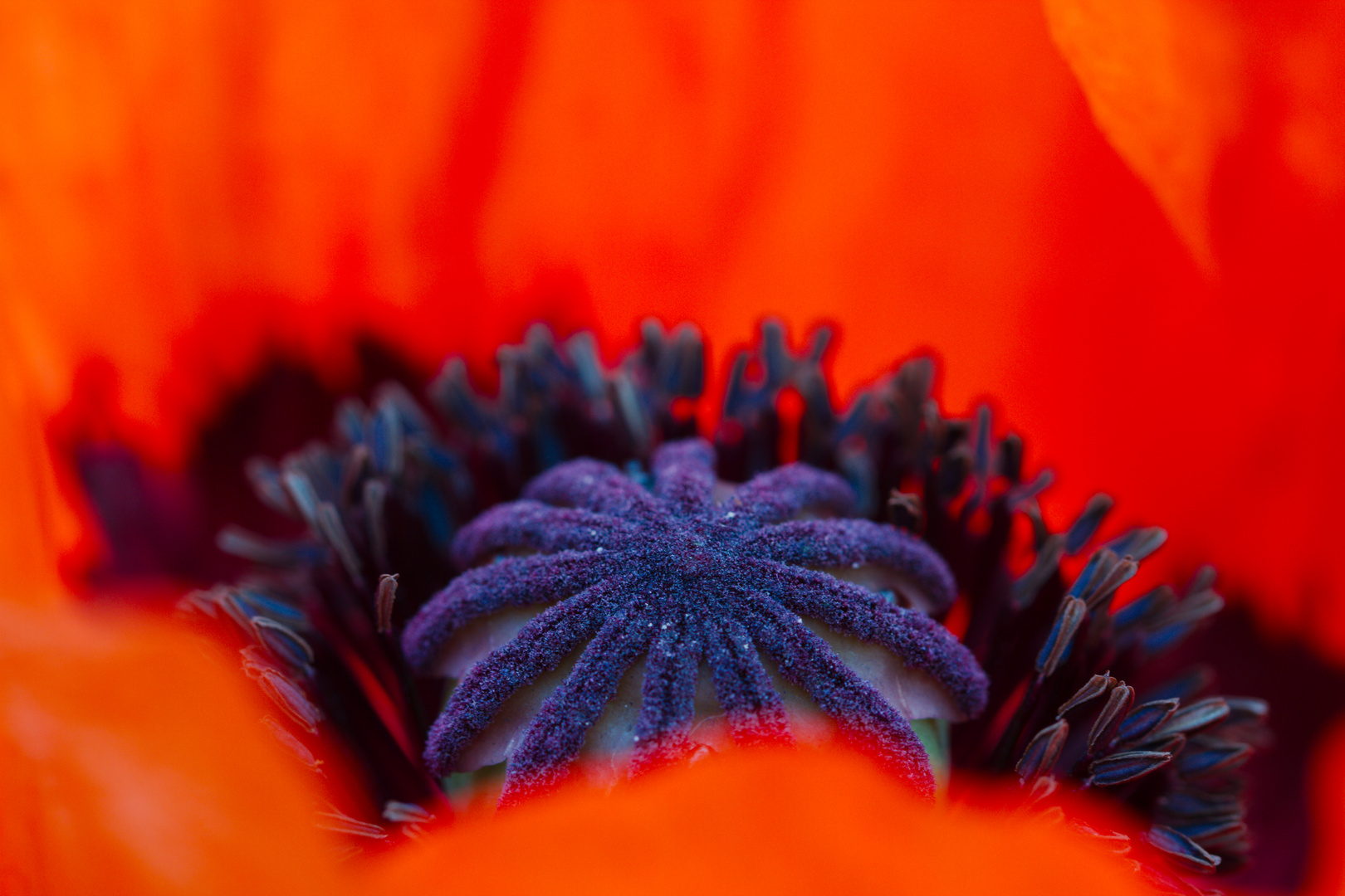 Mohn ...