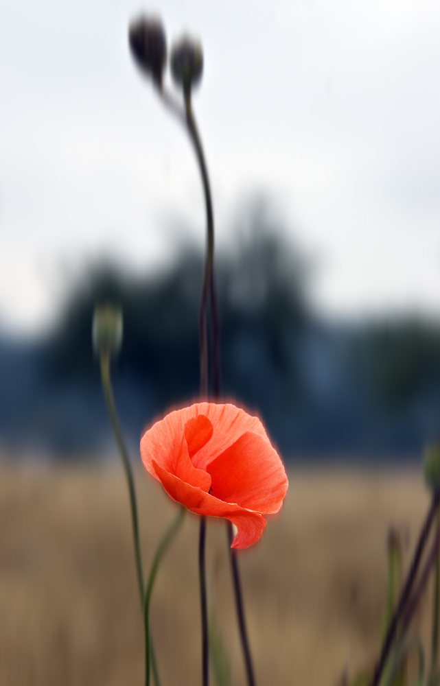 Mohn