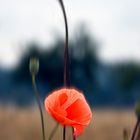 Mohn