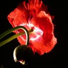 ~Mohn~