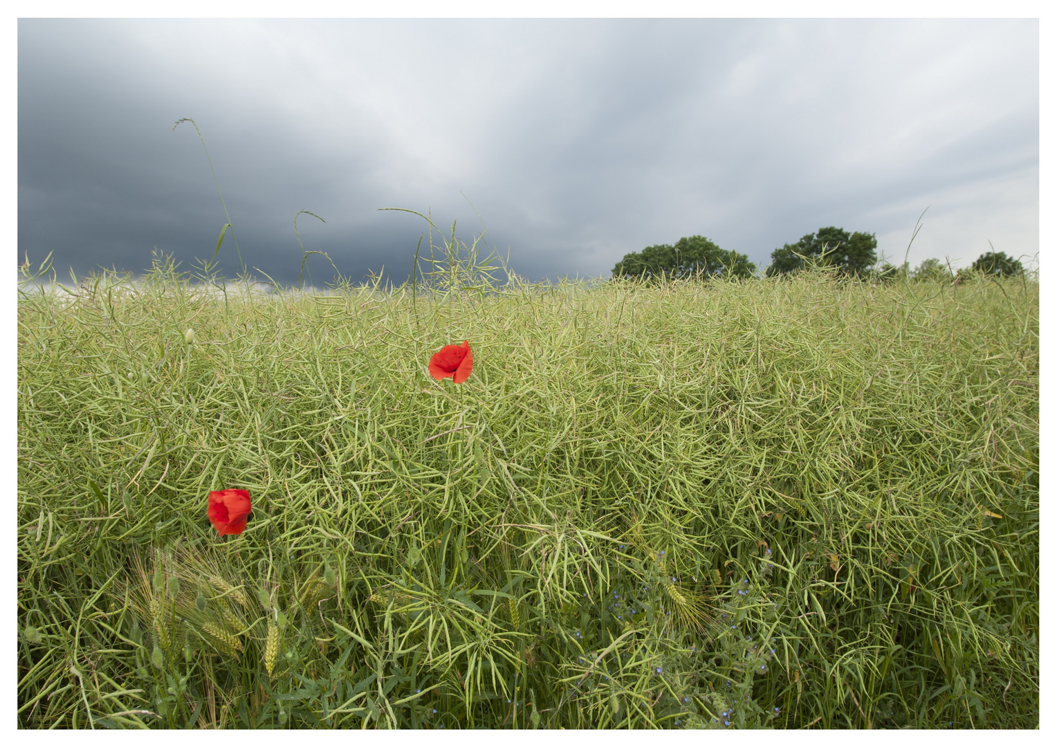 Mohn