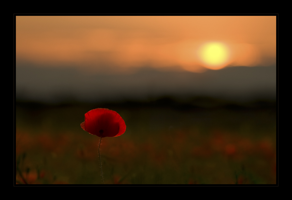 Mohn...